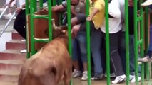 Bull Fighting Accidents [bull fighting]