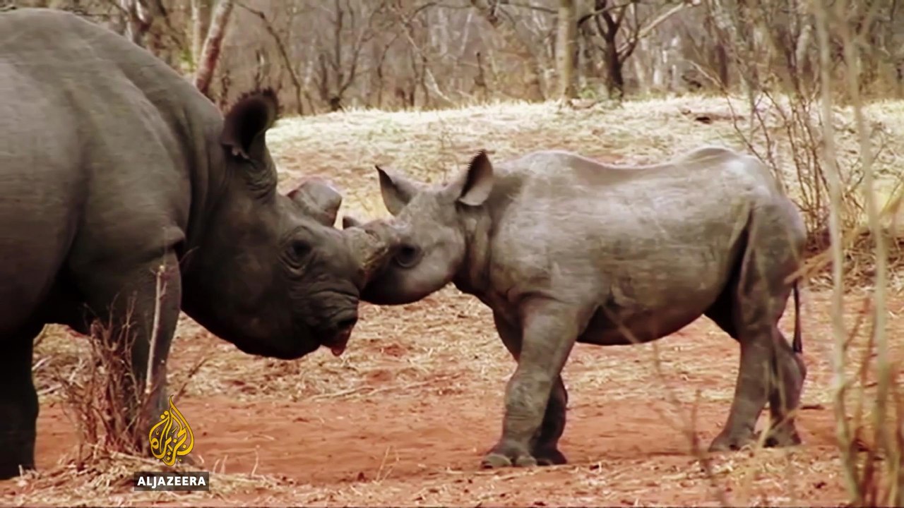 Can faux rhino horn help save the species? - TechKnow
