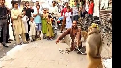 Monkey Vs Dog    Monkey Vs Man    Bandar Tamasha