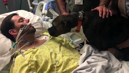 Un chien dit adieu à son maitre mourant.