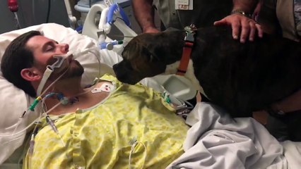 Adieu d'un chien à son maître sur son lit de mort à l'hopital