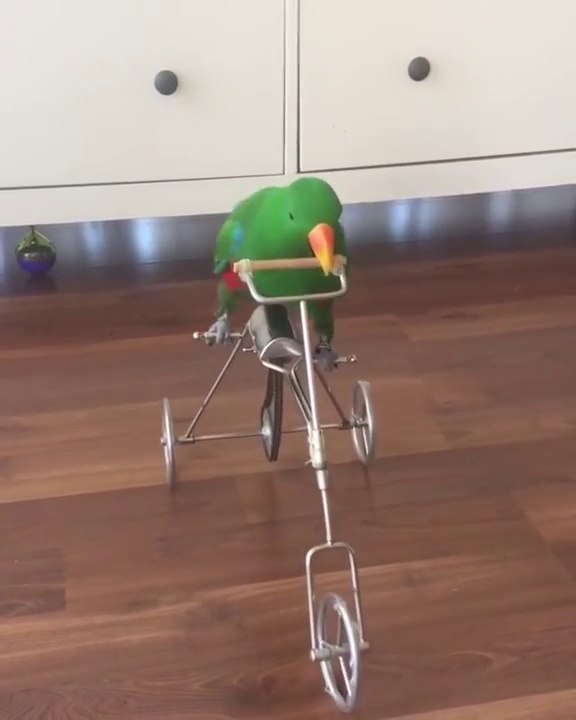 Ce perroquet fait du vélo sur ce petit tricycle !