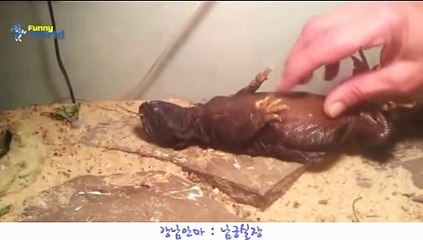 피쉬안마 010⇔4373⇔1910『피쉬안마』【피쉬안마방,피쉬안마실장,】∑피쉬안마위치∑피쉬안마추천[[피쉬안마위치 피쉬안마추천