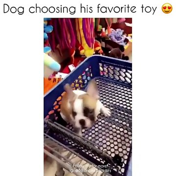 funny dog choosing his favrote toy