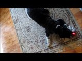 Humorous videos - Portuguese Water Dog Chases a Laser Light - Hilarious Video Clips