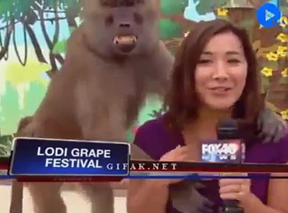 ha...ha....so funny, animal pranks
