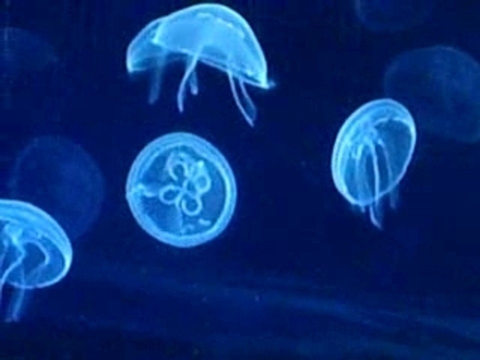 Les méduses de l'Oceanografic