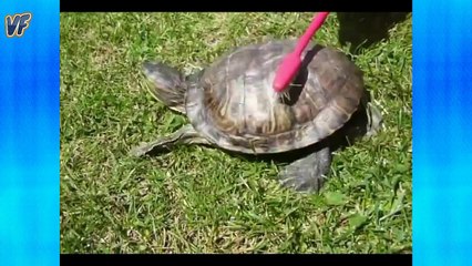 Funny turtle dancing