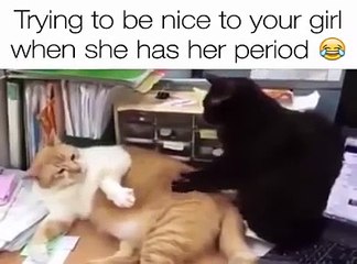 Funny, 2 cats try to be nice each other