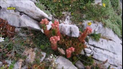 ANGEL DYING (PETROPERDIKA-ΠΕΤΡΟΠΕΡΔΙΚΑ) _ video clip