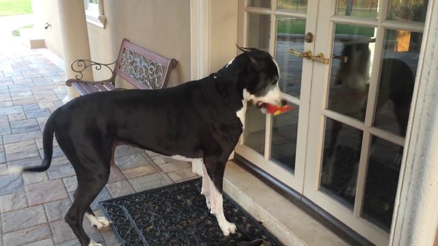 Ce chien ramène les courses dans la maison ! mieux qu'un mec :)