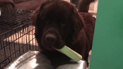 Ce chien veut échanger son os contre la soupe de la petite !