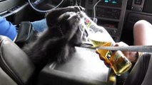 Ce raton laveur boit une bière en voiture !
