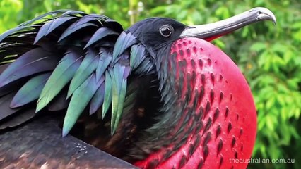 10 of the World's Most Rare and Unique Birds -ADITYA
