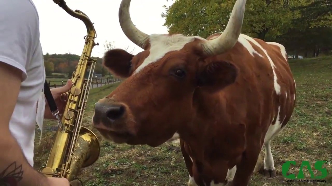 Rassembler des vaches en jouant du saxophone !