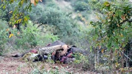 Hyenas eating an elephant - Kruger National Park, South Africa