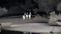 hyenas hunt zebra at Pete s Pond