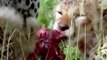 Lions Hunt Attack Kills Hyenas wildebeest Giraffe Animal planet Natural Wildlife Wild Documentary
