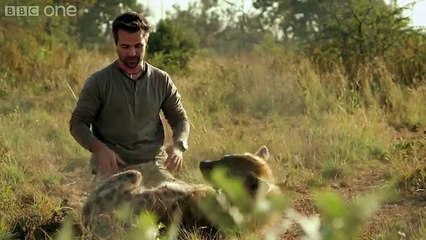 Man plays with Hyena - Animal Odd Couples  Episode 2 Preview - BBC One