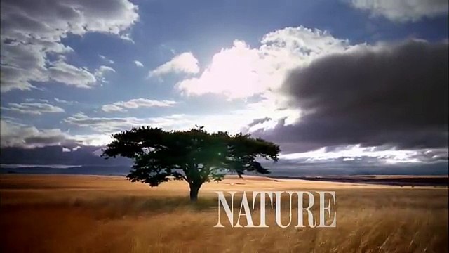 NATURE Wolves Hunting Buffalo Cold Warriors Wolves and Buffalo PBS