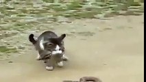 kedi yılanı fena avladı
