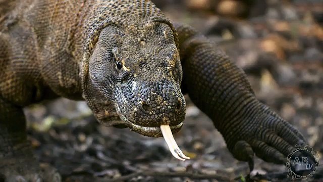 When Animals Attack Humans! 5 Weird Animal Facts - Ep. 44 AnimalBytesTV