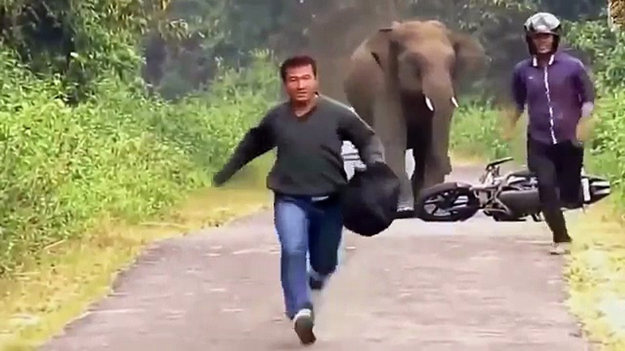 When animals attack humans
