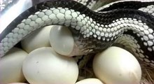 Wonderful video about the proliferation of snakes | laying eggs - hatching