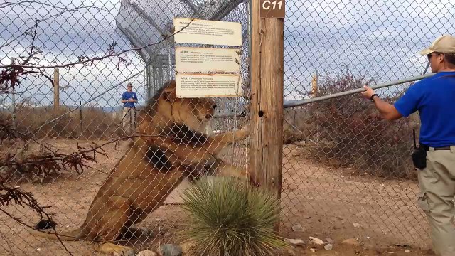 Ne jamais montrer à un lion qu'on a peur