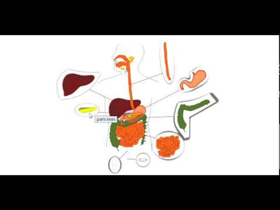 SISTEMI TRETES NE ANGLISHT - THE DIGESTIVE SYSTEM IN ENGLISH - MESIMI 7