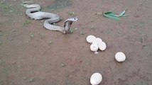 After gobbling up 7 eggs, greedy cobra gets breathless throws up 6