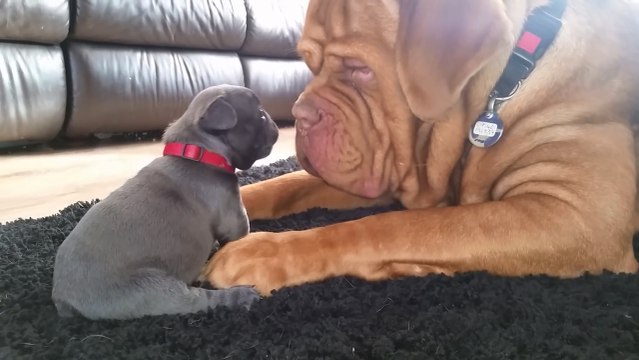 Dogue de bordeaux loves 4wk old french bulldog puppy