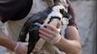 African Penguins Bond With Trainers at the San Diego Zoo