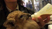 Bottle-feeding And Burping Lion Cubs