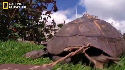 Giant Tortoises Ocean Life -  Nat Geo Wild 2017