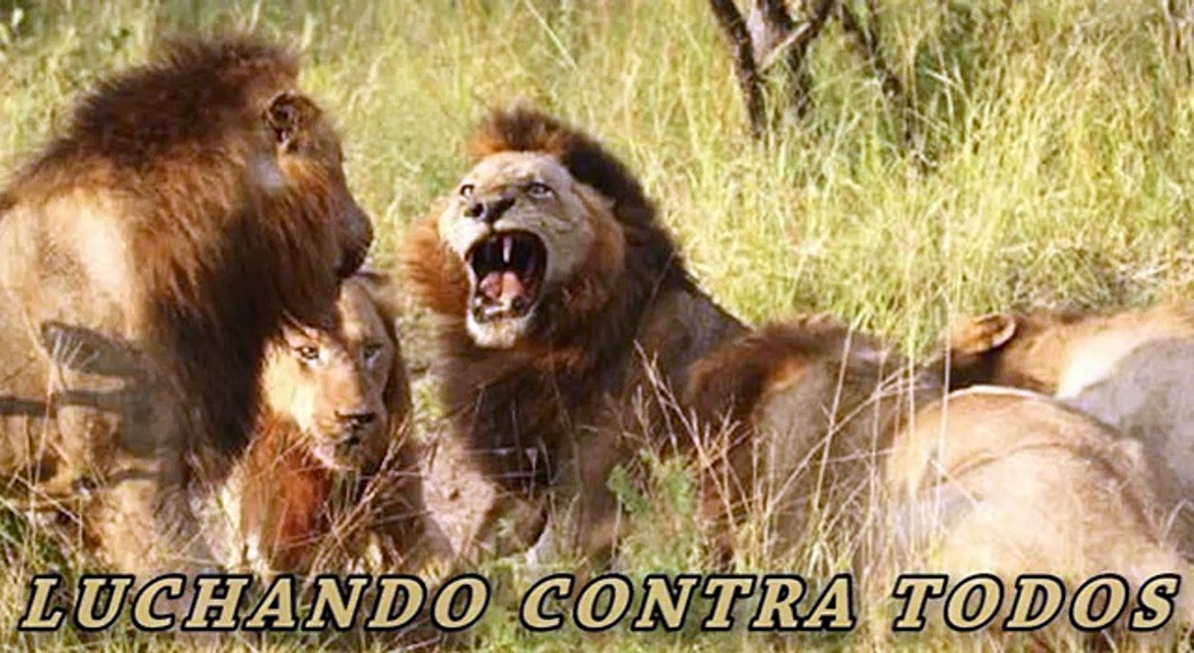 Daniel Arriaga  Luchando Contra Todos
