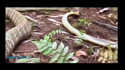 King Cobra vs ANACONDA vs Piton PELEAS SORPRENDENTES 2016