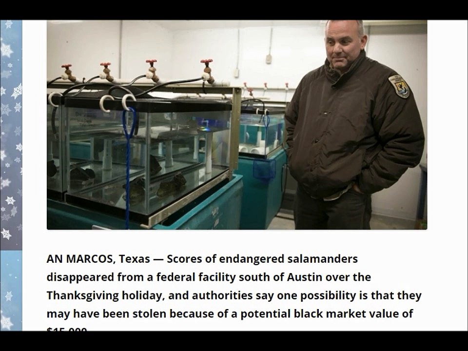 Abducted! Endangered salamanders missing from Texas facility