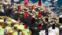 Beautiful world of hidden coral reef, fishes and colorful undersea nature