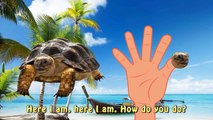 Finger Family Turtle Family Nursery Rhyme | Animal Finger Family | Sea Finger Family for children