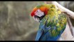 Exotic Birds  Beautiful Scarlet Macaw and Rainbow Lorikeet Parrots you may not know