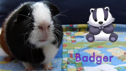 Channel Trailer   Pets Palace TV