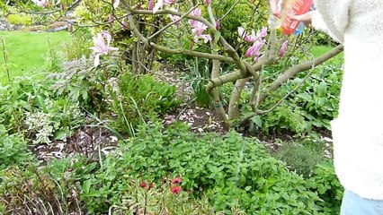 Cleaning The Guinea Pig Runs   Time Lapse