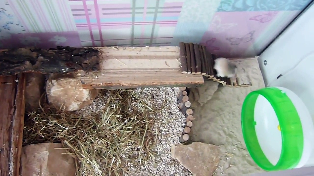 Cute Hamster Exploring Her Home