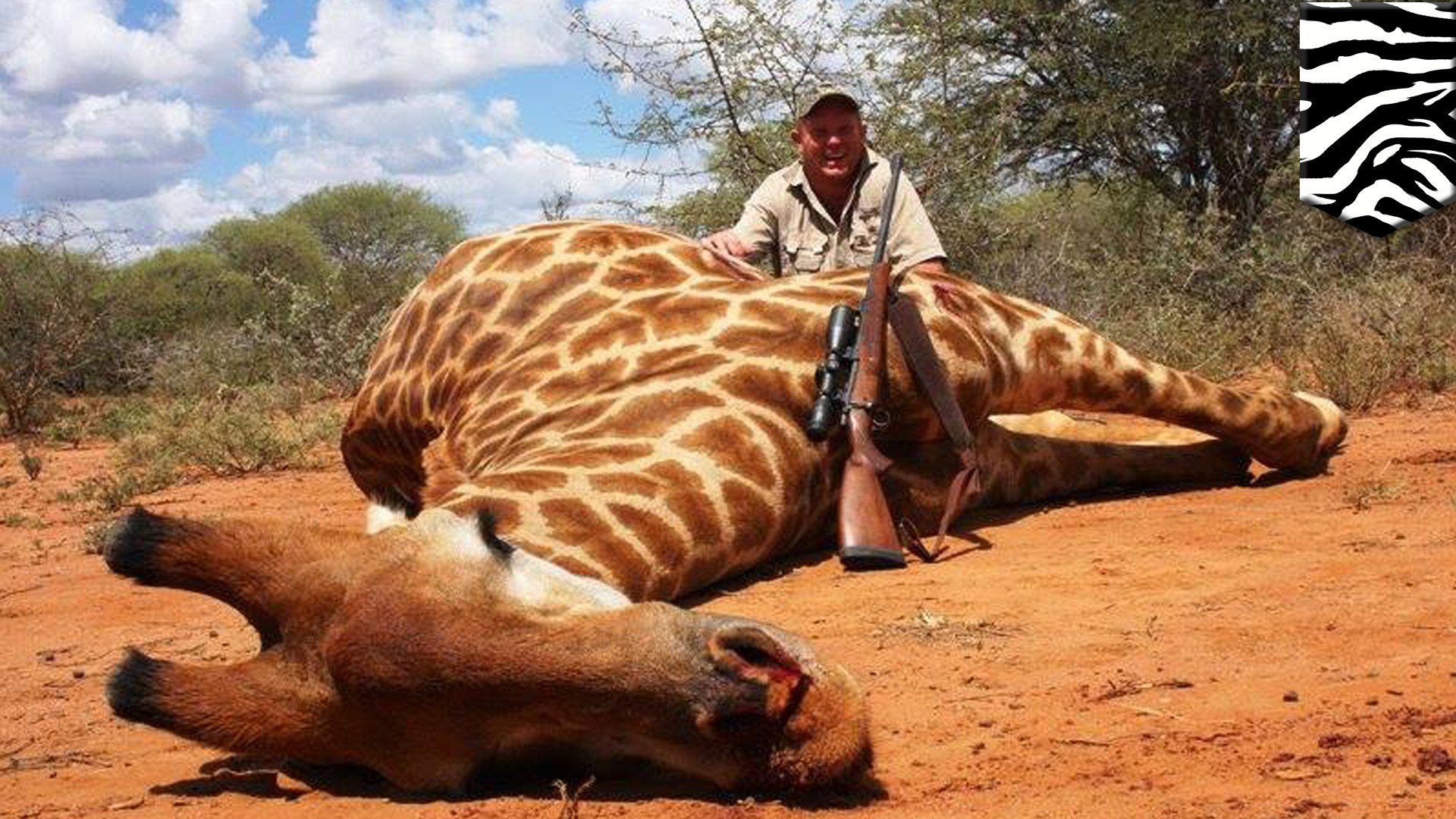⁣We used to think giraffes were OK, now they face threat of extinction