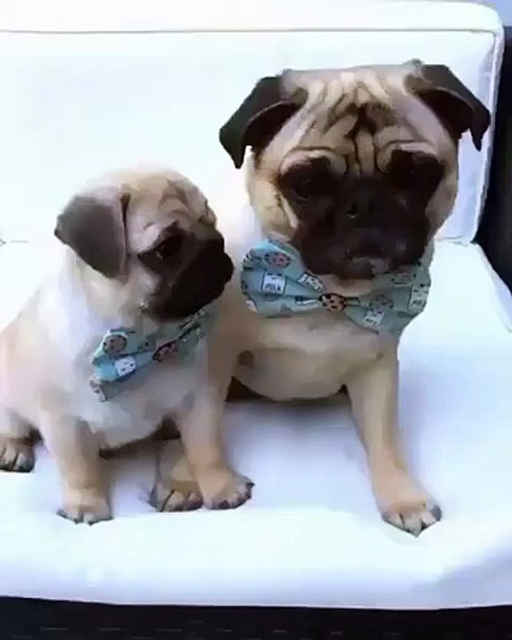 funny pug dog