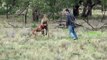 Man punches a kangaroo in the face to rescue his dog p3