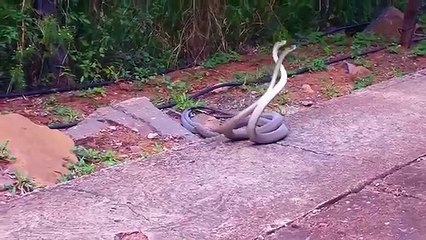 Animals Who Dont Fck Around Break - XC