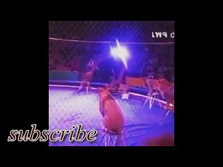 dangrous animal attack