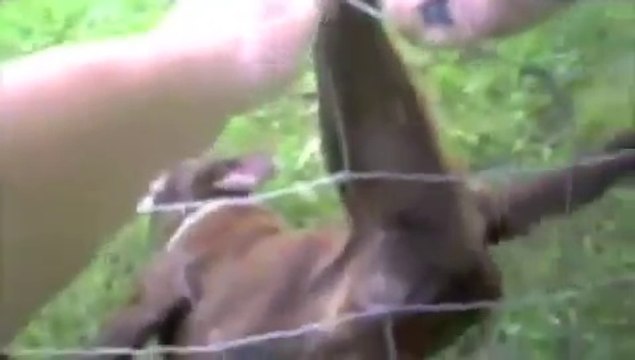 Sauvetage d'un chien par un policier... et remerciement !